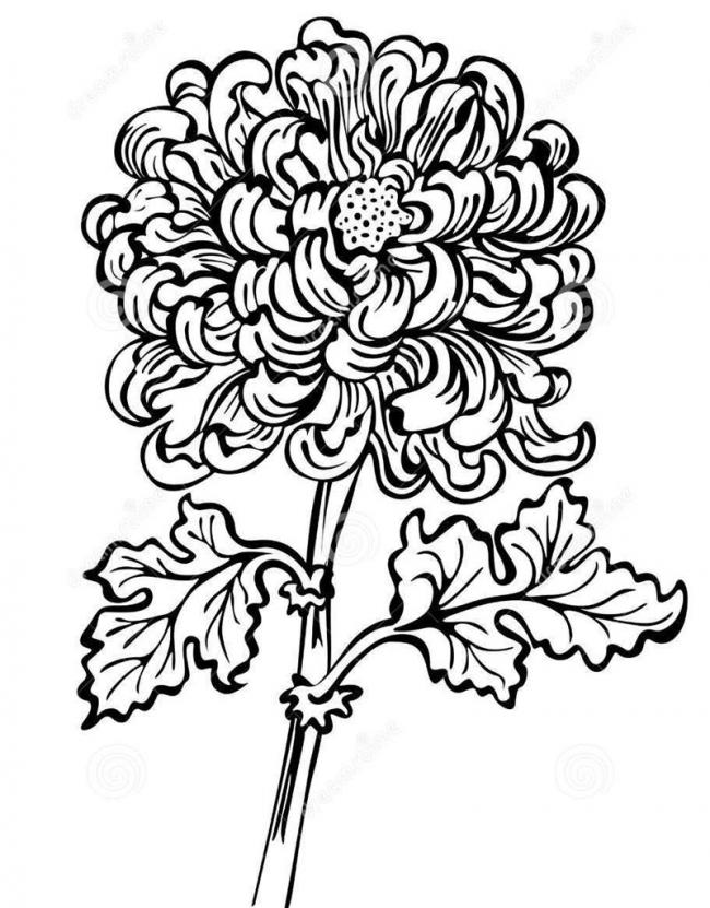 Vẽ hoa cúc thật đơn giảnDrawing chrysanthemums is simple  YouTube