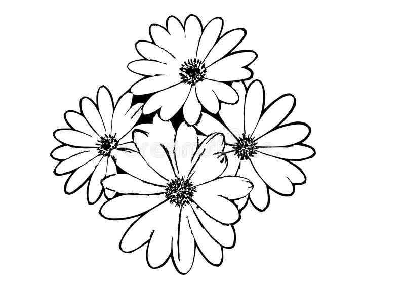 3 cách vẽ hoa cúc đơn giản cực dễ thương  Hoa Hoa cúc Poinsettia