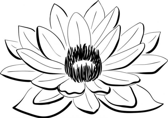 Tuyển tập các bức tranh tô màu hoa sen đẹp nhất cho bé tô màu | Adult  coloring book pages, Black and white illustration, Coloring pages