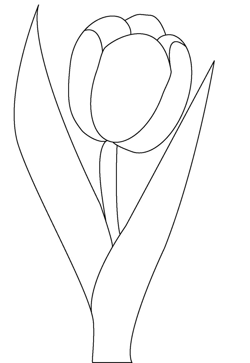 Hướng dẫn cách vẽ hoa tulip đơn giản với 7 bước cơ bản