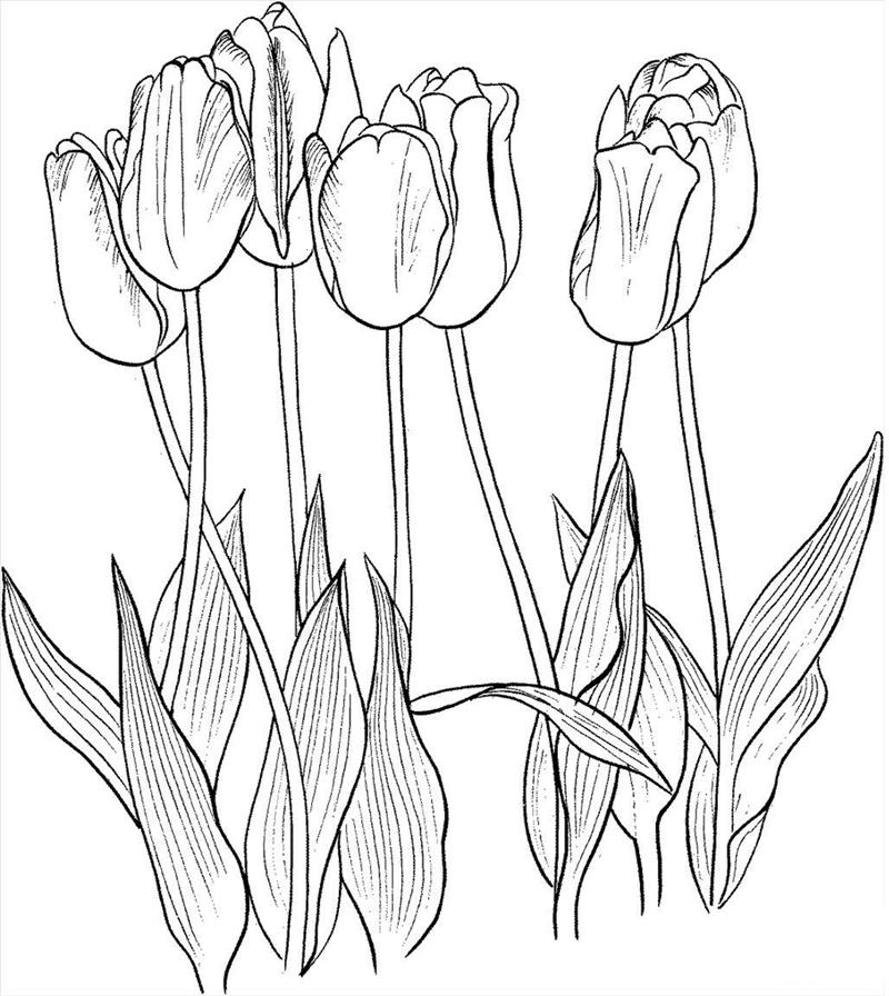 50 Tranh tô màu hoa tulip xin tươi nhất dễ tải dễ in Update 2022
