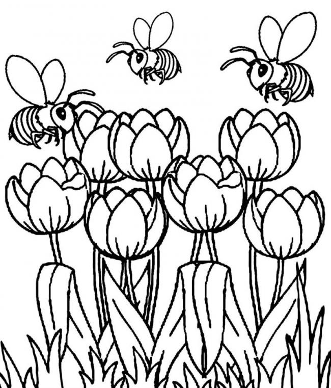 nhung chu ong von tren hoa tulip