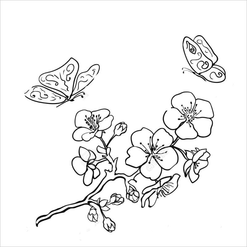 Vẽ Hoa Đào tinh tế bằng bút chì  How to draw Cherry Blossoms  YouTube
