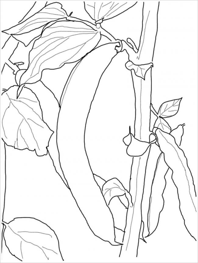 hình vẽ cây đậu thuộc nhóm ngũ cốc