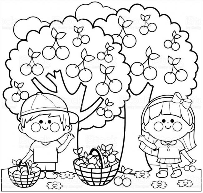 Hình ảnh hai đứa trẻ thu hoạch quả anh đào trong vườn