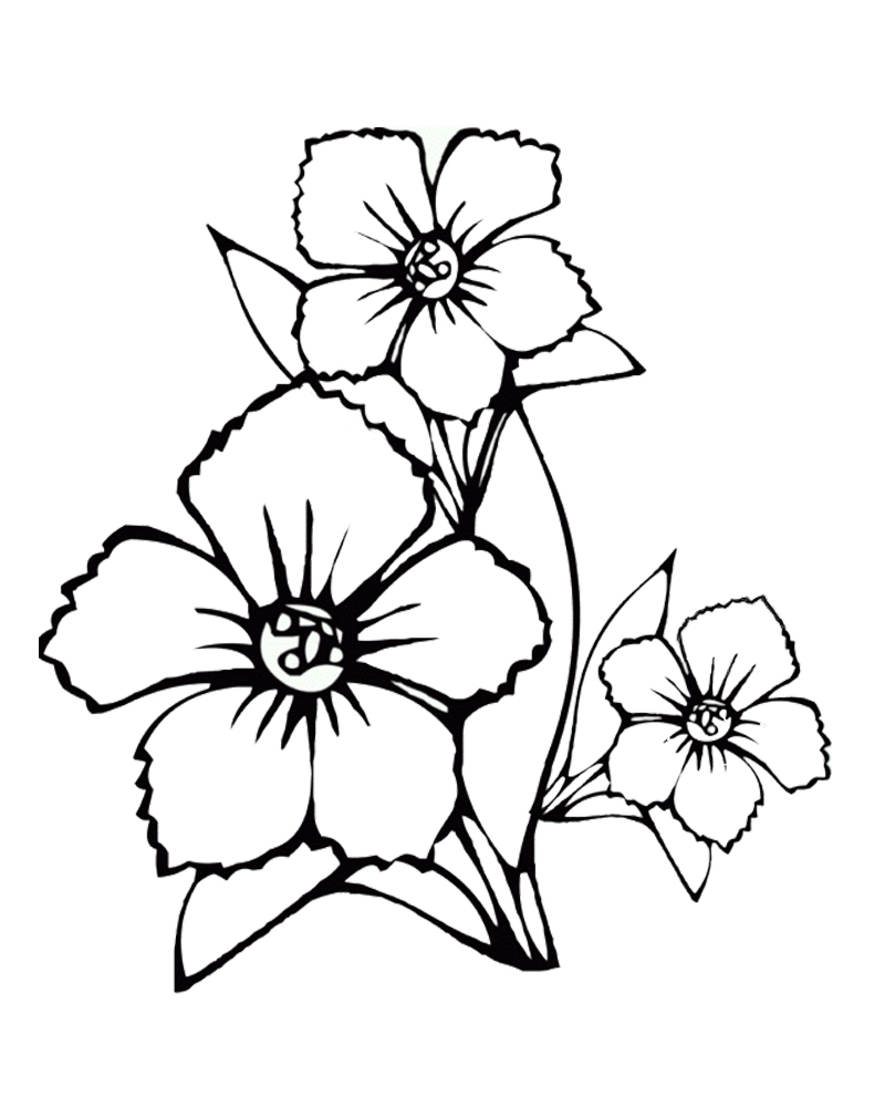 Cách vẽ Vẽ hoa 10 cánh đơn giản mà đẹp