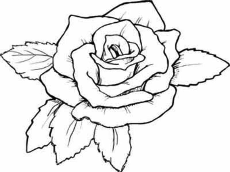Cập nhật 60 vẽ nụ hoa hồng tuyệt vời nhất  thtantai2eduvn