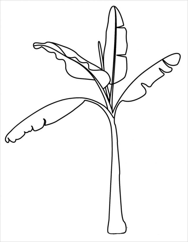 Bức vẽ cây chuối non đang trong thời kỳ phát triển
