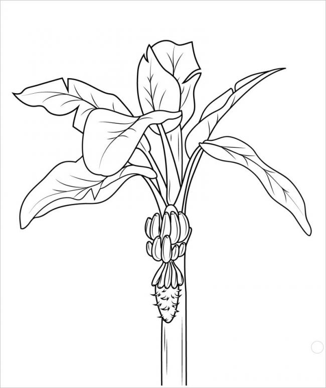 tranh vẽ cây chuối trưởng thành đang ra hoa kết trái