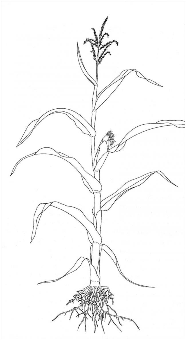 Tranh vẽ mô tả cây ngô giai đoạn bắt đầu ra hoa tạo hạt