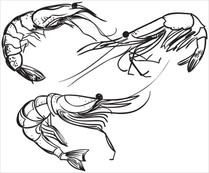 Tạo hình Vẽ các con vật sống dưới biển  Giáo án Mầm Non