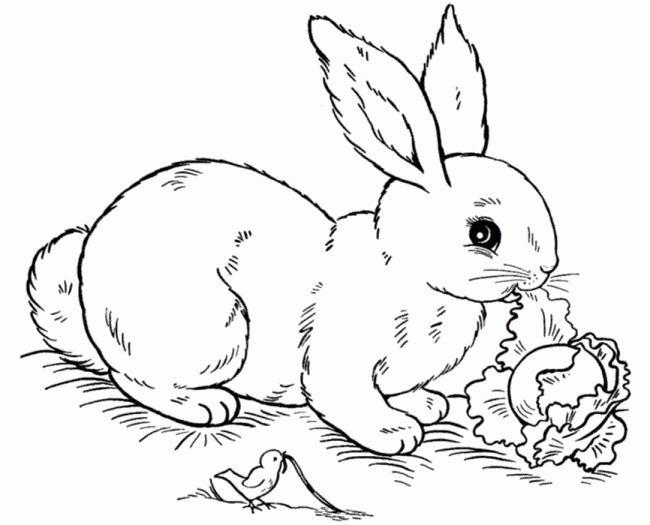 Cách vẽ con thỏ đơn giản cute đẹp nhất dễ thương cho bé