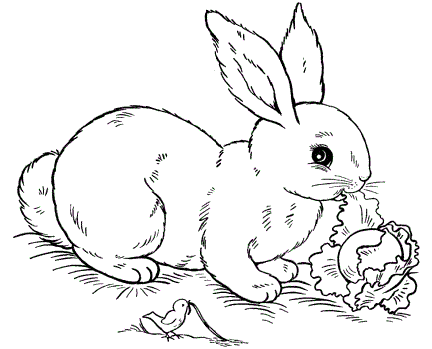 Bé Gái Thích Thú Với Tranh Tô Màu Hình Con Thỏ Siêu Cute