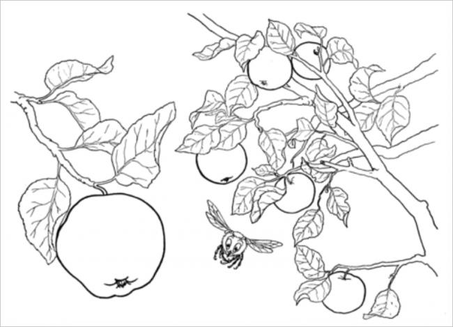 Hình ảnh cây táo mà các bé ít được thấy