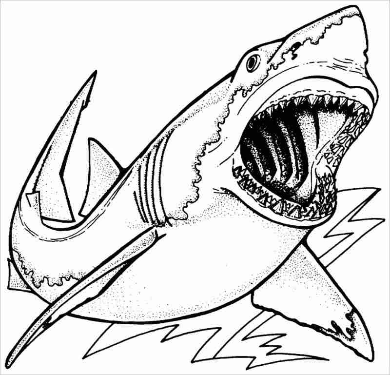 Hướng dẫn Cách vẽ con cá mập megalodon độc đáo và dễ thương