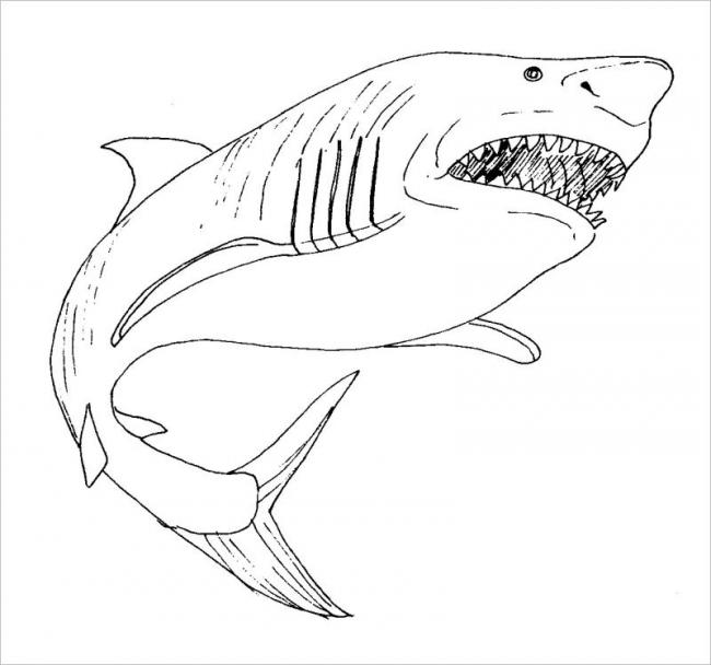 Cập nhật với trên 108 hình vẽ cá mập hoặc nhất  thtantai2eduvn