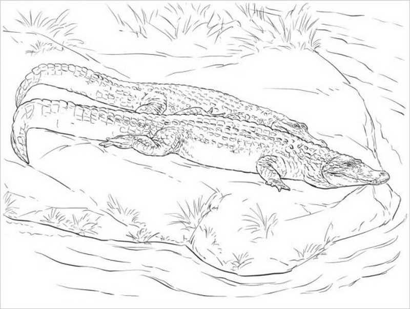 Cá sấu vùng đầm lầy