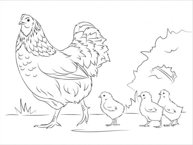 Đã bao giờ bạn muốn thử vẽ tranh và tô màu cho một chú gà con đáng yêu chưa? Nếu chưa thì hãy xem ngay hình ảnh này để nhận cảm hứng sáng tạo và thư giãn đồng thời.