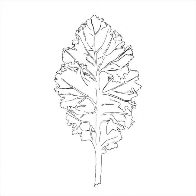Những bước đơn giản để vẽ cây rau má trong khoảng thời gian ngắn