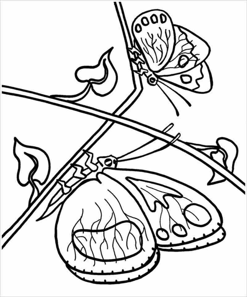 Hình ảnh hai con bướm đậu trên cành cây