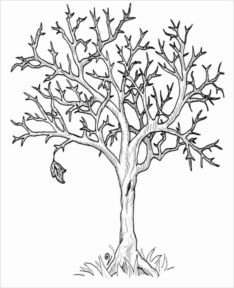 hình ảnh cây trụi lá 