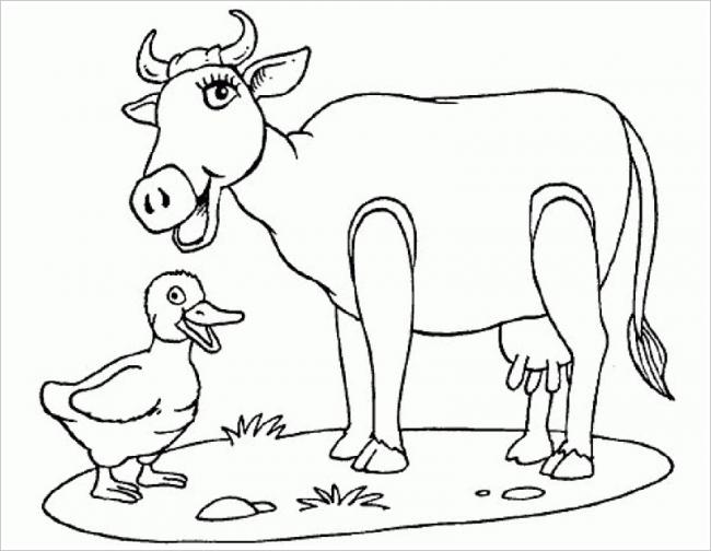hình ảnh con bò và con vịt