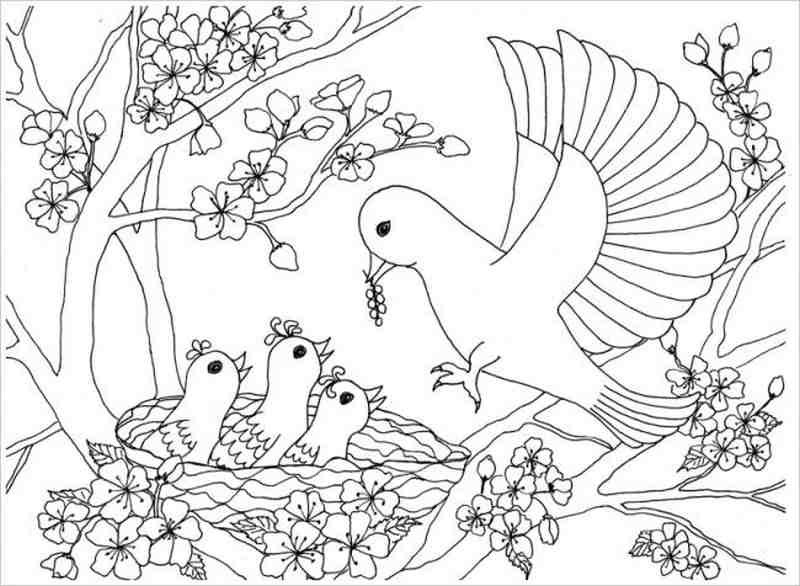 hình ảnh chim mẹ và chim con