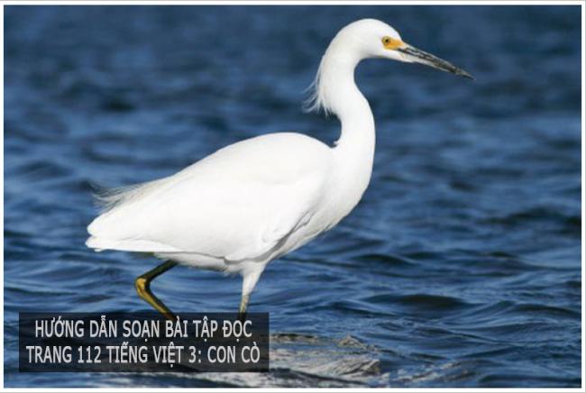 Hướng dẫn soạn bài tập đọc Trang 112 Tiếng Việt 3: Con cò