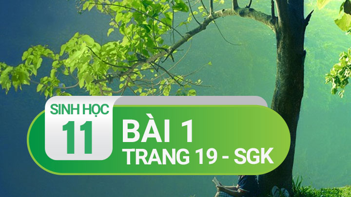 Câu 1 trang 19 SGK Sinh học 11 | Soạn Sinh 11