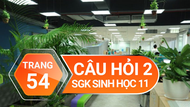 Câu hỏi thảo luận 2 trang 54 SGK Sinh học 11 | Giải Sinh lớp 11