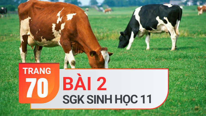 Câu 2 trang 70 SGK Sinh học 11 | Soạn Sinh 11