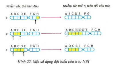 Câu Hỏi Thảo Luận Trang 65 Sgk Sinh Học 9 | Giải Bài Tập Sinh 9