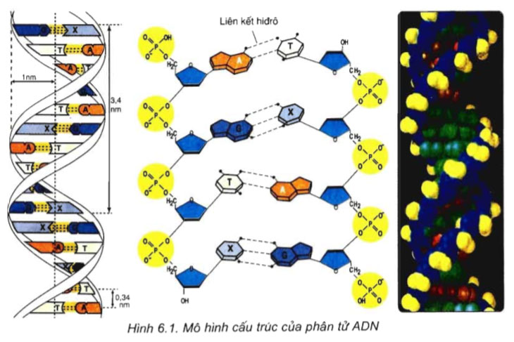 Khám phá với hơn 63 về mô hình phân tử adn mới nhất  Tin học Đông Hòa