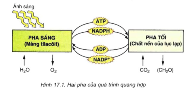 bài 2 trang 70 sgk sinh học 10