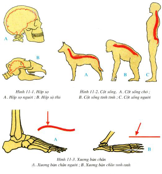 Quan sát, so sánh tìm điểm khác nhau giữa bộ xương người và bộ xương thú.