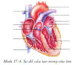 cấu tạo trong của tim 