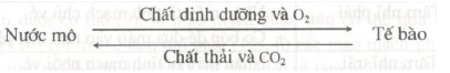 Vận chuyển bạch huyết (nước mô hay bạch huyết mô) trong toàn cơ thể về tim