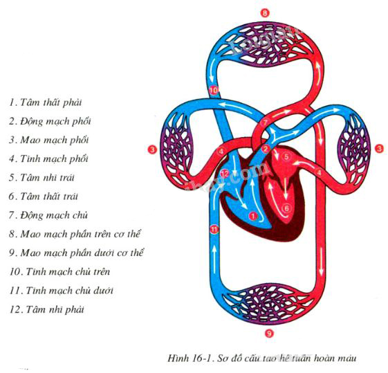 cấu tạo hệ tuần hoàn.