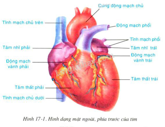 Hình dạng của tim