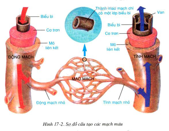 sơ đồ cấu tạo các mạch máu