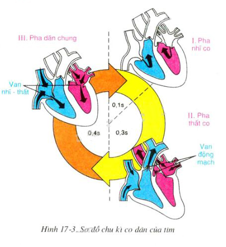 sơ đồ chu kì co dãn của tim