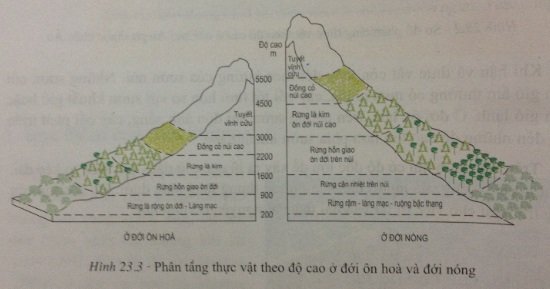 Sự thay đổi của các vành đai thực vật ở vùng núi đới nóng và vùng núi đới ôn hòa