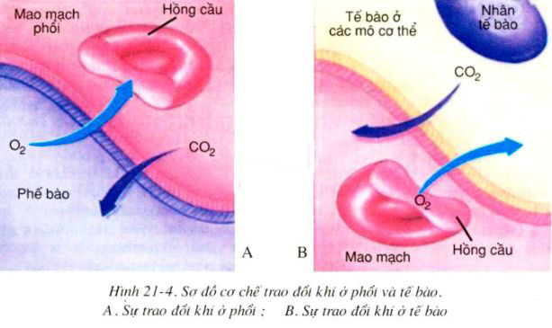  khuếch tán của O₂, và CO₂ trong hô hấp