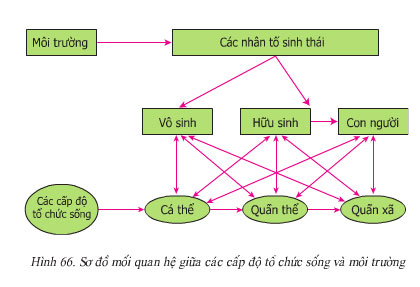 Câu hỏi thảo luận 2 trang 197 sgk sinh 9