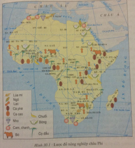phân bố các cây công nghiệp chính ở châu Phi.