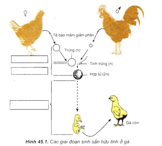 các giai đoạn của sinh sản hữu tính ở gà