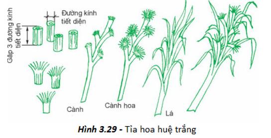 Tỉa hoa huệ trắng từ hành