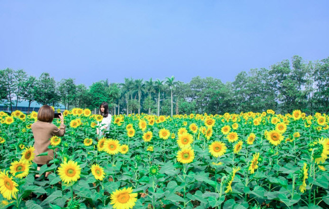 Địa chỉ cánh đồng hoa hướng dương ở đan phượng Hà Nội