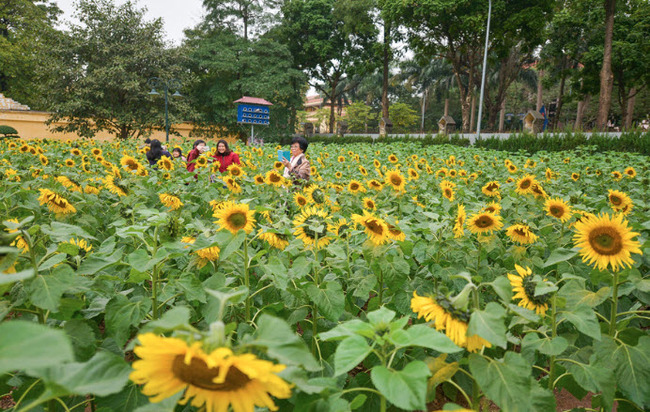 Vườn hoa hướng dương tại khu di tích Hoàng Thành Thăng Long Hà Nội