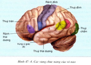 các vùng chức năng của vỏ não